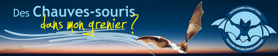 chauvesouris