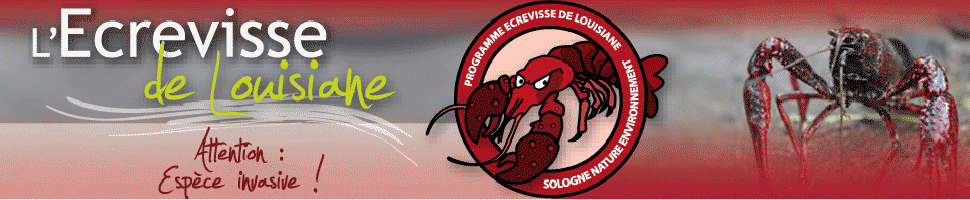 ecrevisse