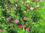 fleurs