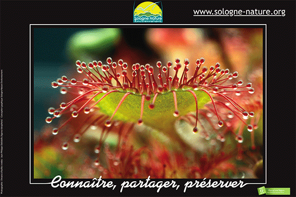 drosera