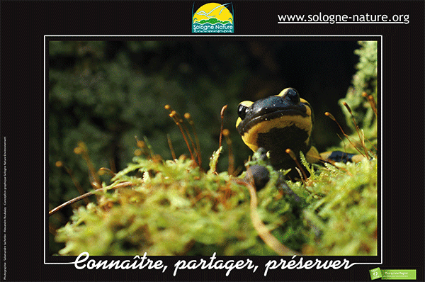 salamandre