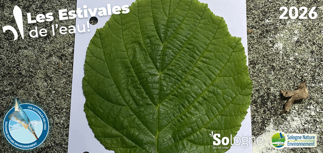 02-souvenir_vegetal