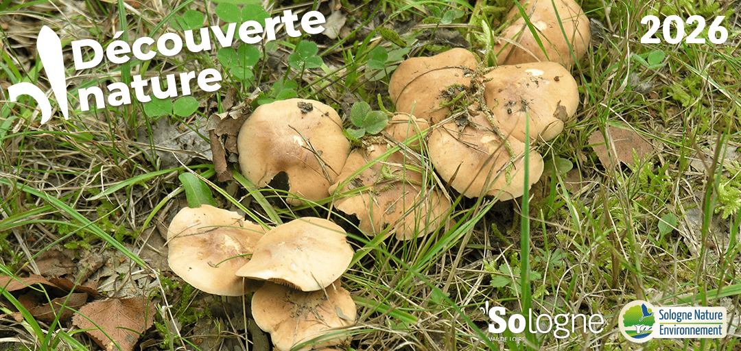 15_oh_un_champignon