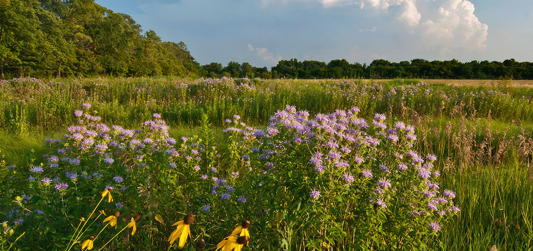 3-weekend-naturaliste