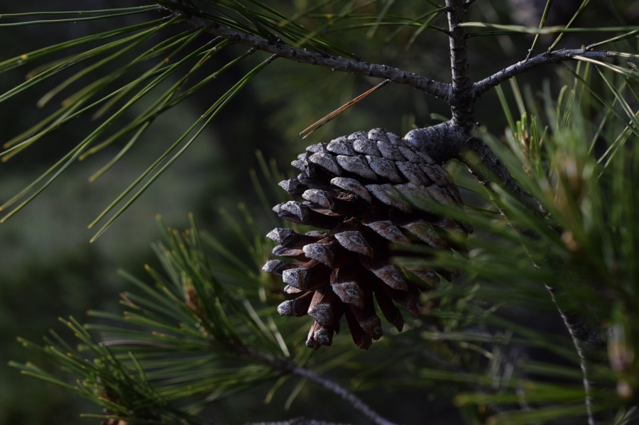 ayline-pine-7587392_1280_pixabay