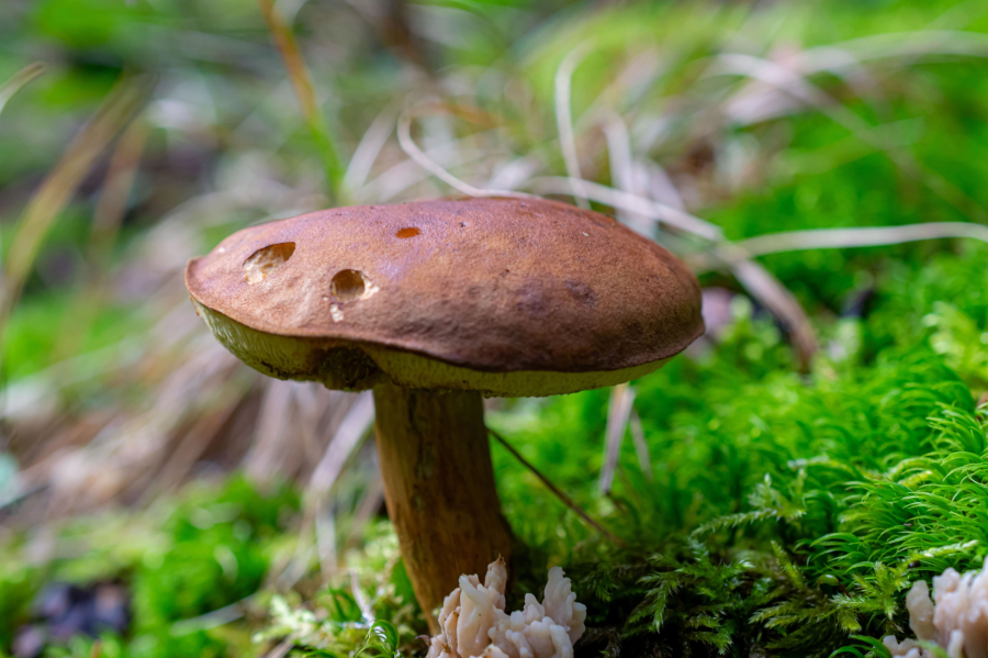 cèpe_pixabay