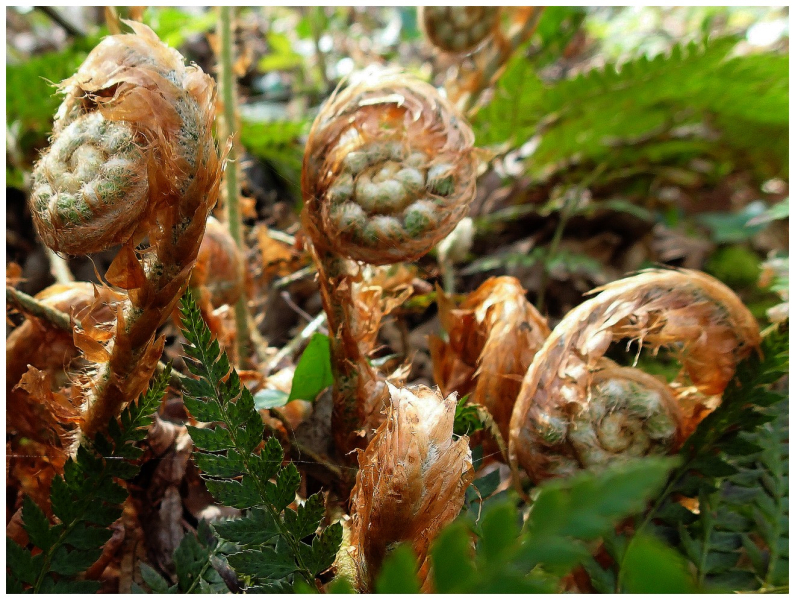 fougère_polystichum_setiferum_-_crosses_-_st_loup_-_26mars17
