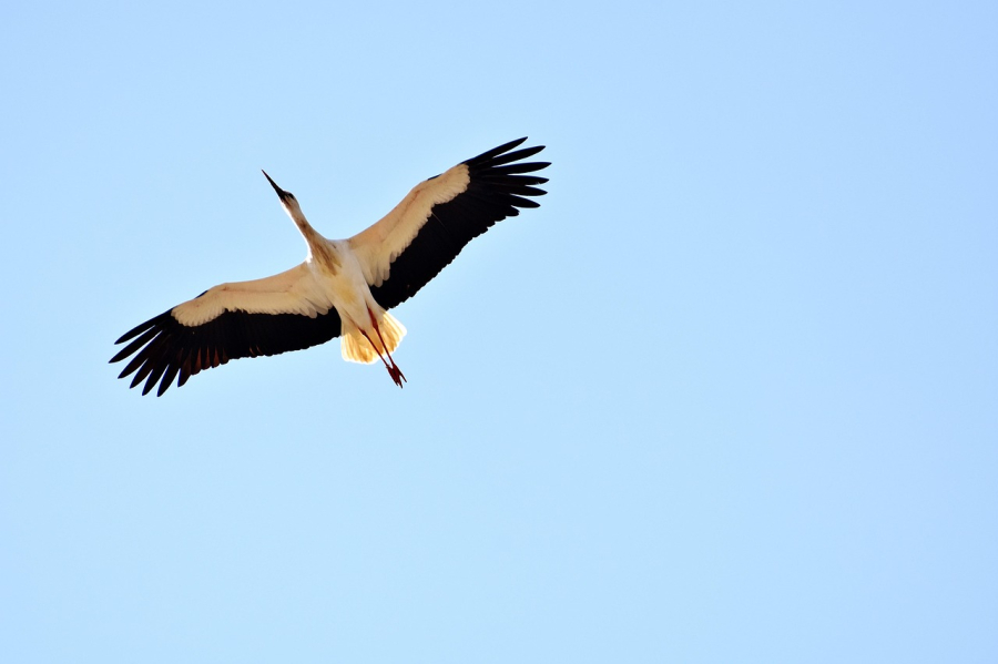 stork-2185338_1280