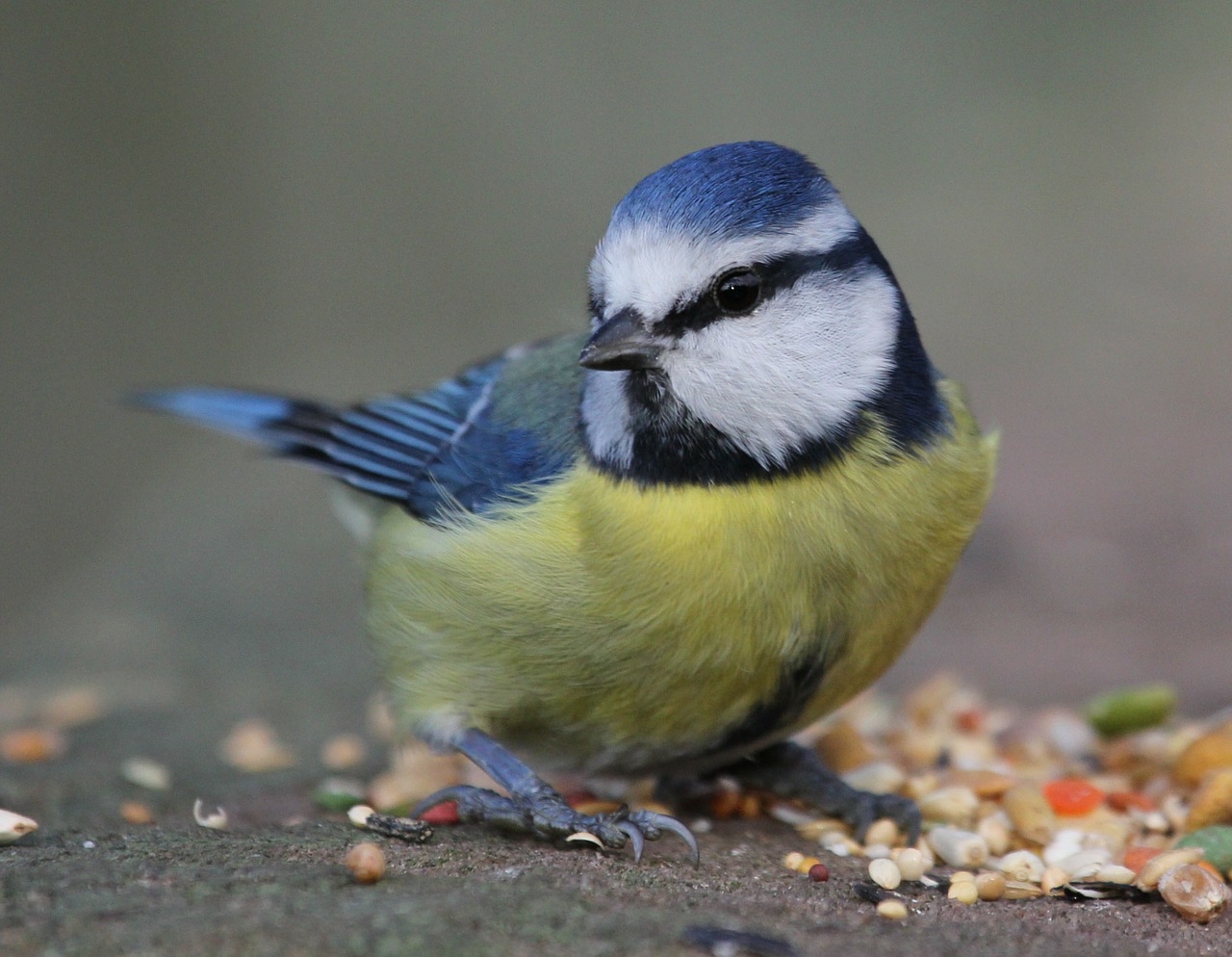 blue-tit-108743 1280